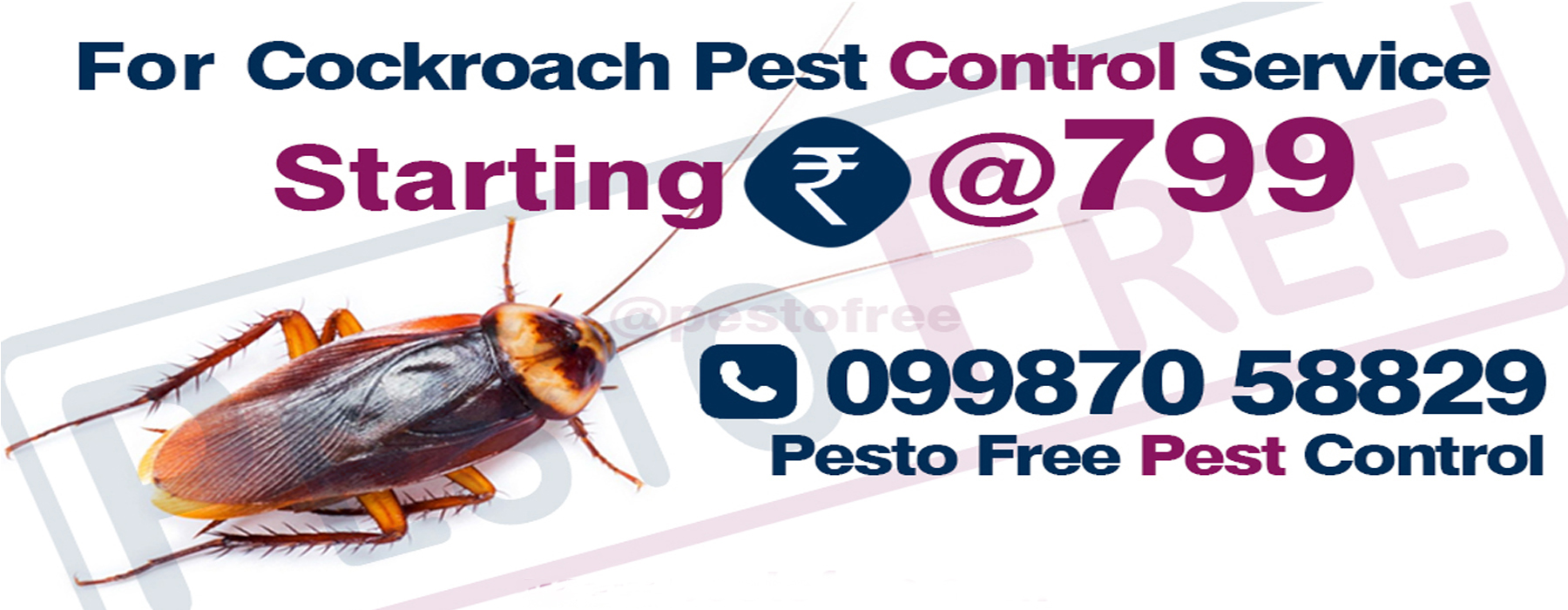 Cockroaches Pest Control in Mumbai